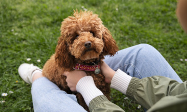 Top 5 rase de câini care nu năpârlesc și nu miros. Recomandările unui dresor cu 30 de ani de experiență