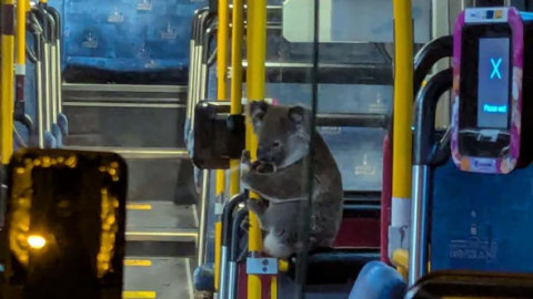 Imagini virale cu un urs koala în timp ce se plimba cu autobuzul. Șoferul l-a salvat de pe un drum aglomerat