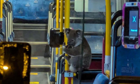Imagini virale cu un urs koala în timp ce se plimba cu autobuzul. Șoferul l-a salvat de pe un drum aglomerat