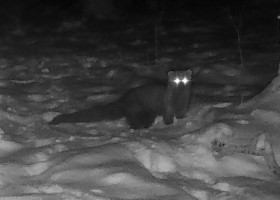 Animal rar, surprins într-o pădure din Ohio. Era considerat dispărut de peste un secol