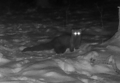 Animal rar, surprins într-o pădure din Ohio. Era considerat dispărut de peste un secol