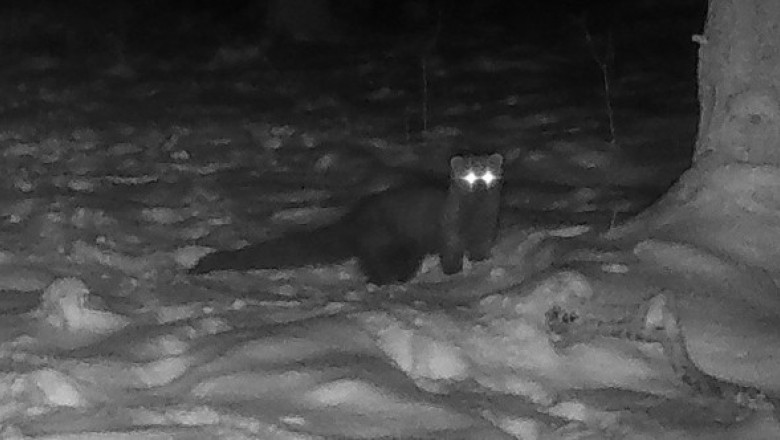 Animal rar, surprins într-o pădure din Ohio. Era considerat dispărut de peste un secol