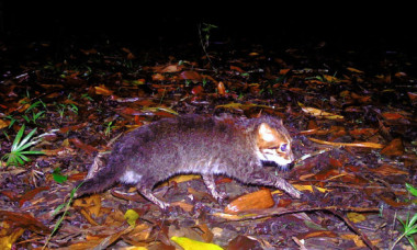 Pisică rară, cu capul plat, redescoperită în sudul Thailandei. A fost considerată dispărută timp de 29 de ani