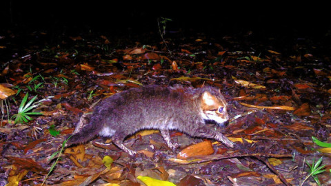 Pisică rară, cu capul plat, redescoperită în sudul Thailandei. A fost considerată dispărută timp de 29 de ani