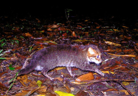 Pisică rară, cu capul plat, redescoperită în sudul Thailandei. A fost considerată dispărută timp de 29 de ani