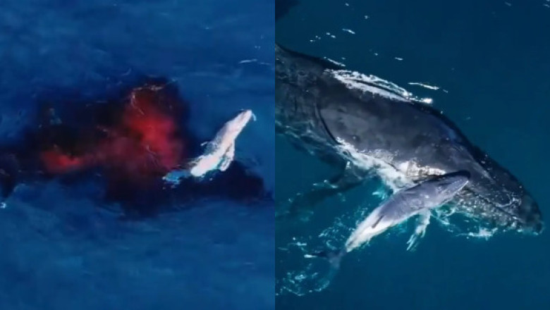 Moment istoric surprins de o dronă. Prima naștere a unei balene cu cocoașă filmată din aer