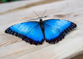 Avertismentul cercetătorilor. Fluturele morpho, care a inspirat un emoji, își pierde albastrul strălucitor