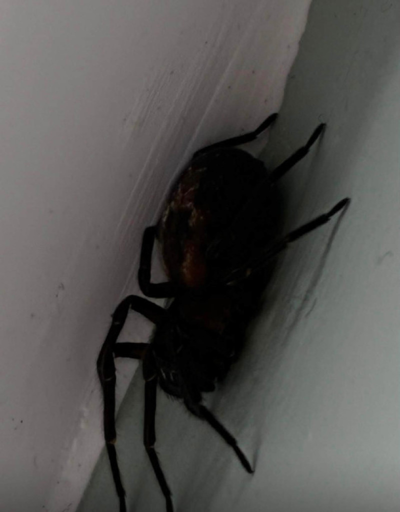 Păianjen gigantic descoperit în podul unei femei din Marea Britanie/ Foto: Facebook