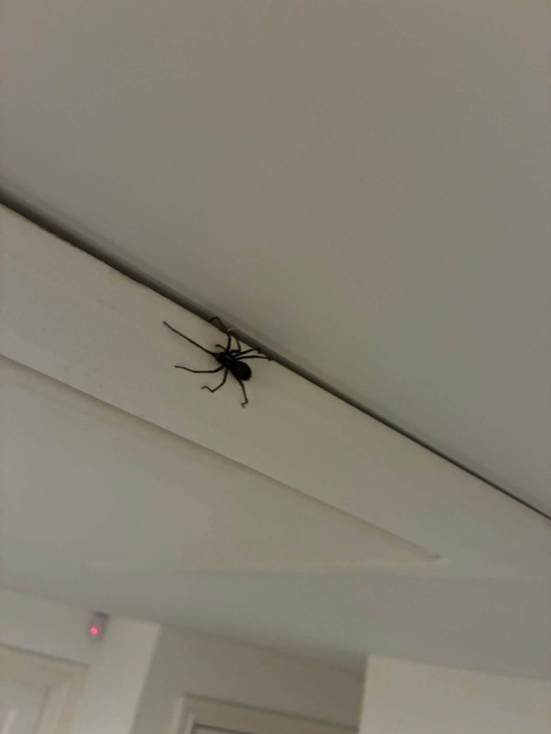 Păianjen gigantic descoperit în podul unei femei din Marea Britanie/ Foto: Facebook