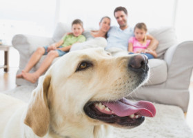 Labradorul nu este pentru oricine. 4 lucruri esențiale pe care trebuie să le știi înainte să-l iei acasă