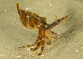 A ținut moartea în palmă fără să știe. Momentul inedit în care un turist filmează cea mai otrăvitoare caracatiță din lume