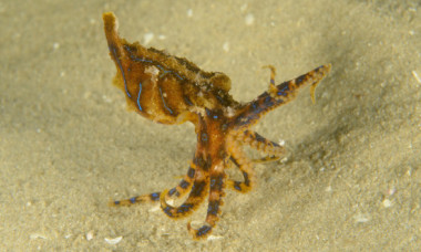 A ținut moartea în palmă fără să știe. Momentul inedit în care un turist filmează cea mai otrăvitoare caracatiță din lume