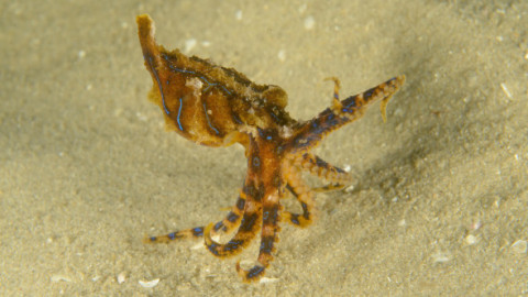 A ținut moartea în palmă fără să știe. Momentul inedit în care un turist filmează cea mai otrăvitoare caracatiță din lume