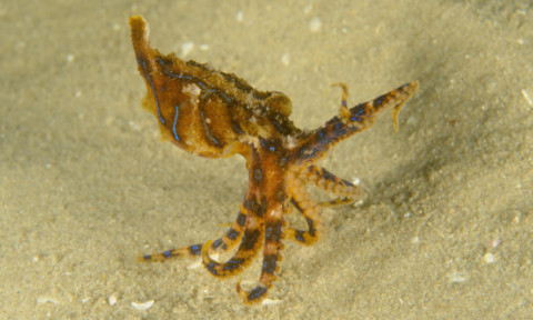 A ținut moartea în palmă fără să știe. Momentul inedit în care un turist filmează cea mai otrăvitoare caracatiță din lume