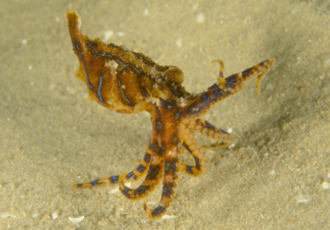 A ținut moartea în palmă fără să știe. Momentul inedit în care un turist filmează cea mai otrăvitoare caracatiță din lume