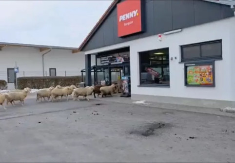Momentul când 50 de oi dau buzna într-un supermarket. Au provocat haos printre rafturi și au blocat casele de marcat