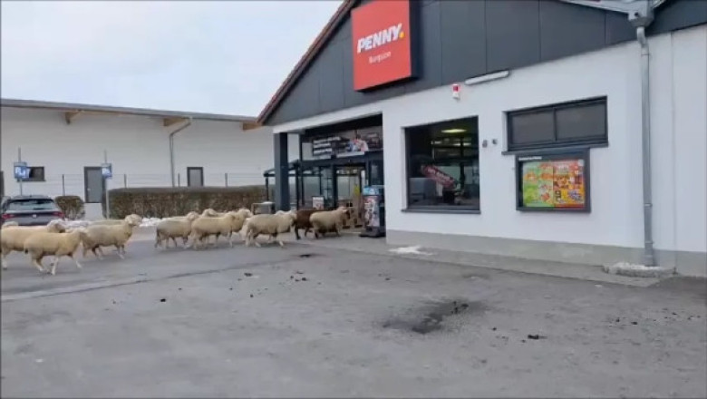 Momentul când 50 de oi dau buzna într-un supermarket. Au provocat haos printre rafturi și au blocat casele de marcat