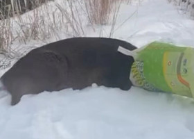 Cerb blocat într-o pungă de plastic, confundat cu un „suspect mascat”. Alarma a pus pe jar poliția din New York