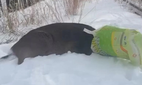 Cerb blocat într-o pungă de plastic, confundat cu un „suspect mascat”. Alarma a pus pe jar poliția din New York