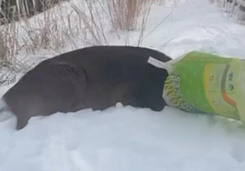 Cerb blocat într-o pungă de plastic, confundat cu un „suspect mascat”. Alarma a pus pe jar poliția din New York