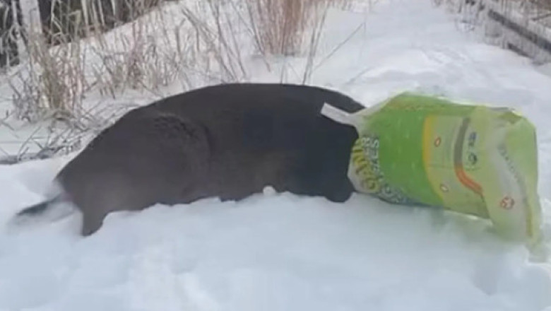 Cerb blocat într-o pungă de plastic, confundat cu un „suspect mascat”. Alarma a pus pe jar poliția din New York