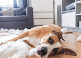 La ce se gândesc câinii când pleci de acasă și cum să-i liniștești. Ce spun specialiștii despre anxietatea de separare