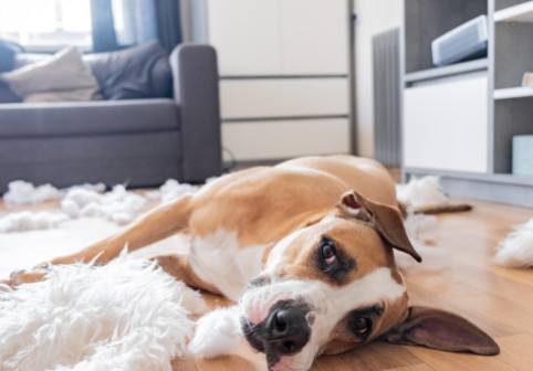 La ce se gândesc câinii când pleci de acasă și cum să-i liniștești. Ce spun specialiștii despre anxietatea de separare