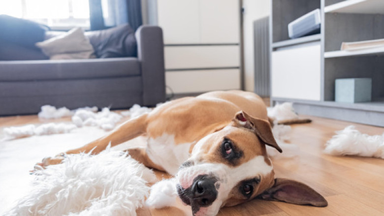 La ce se gândesc câinii când pleci de acasă și cum să-i liniștești. Ce spun specialiștii despre anxietatea de separare