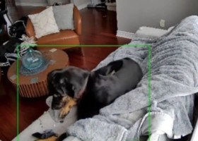 Momentul când un câine declanșează un incendiu. Totul a pornit de la o mănușă încălzită cu baterie