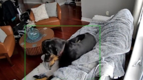 Momentul când un câine declanșează un incendiu. Totul a pornit de la o mănușă încălzită cu baterie