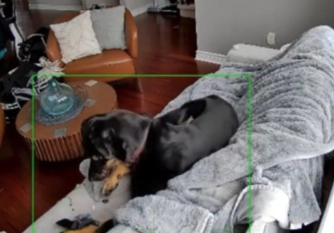 Momentul când un câine declanșează un incendiu. Totul a pornit de la o mănușă încălzită cu baterie