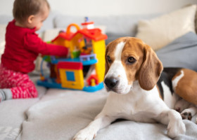 Te gândești să-ți iei un câine? Cele 7 semne clare că nu ești pregătit să ai unul, indiferent cât de mult îți dorești