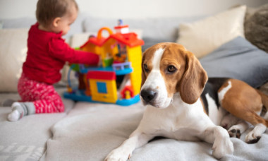 Te gândești să-ți iei un câine? Cele 7 semne clare că nu ești pregătit să ai unul, indiferent cât de mult îți dorești