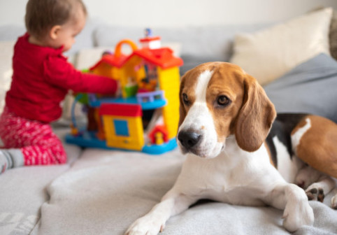 Te gândești să-ți iei un câine? Cele 7 semne clare că nu ești pregătit să ai unul, indiferent cât de mult îți dorești