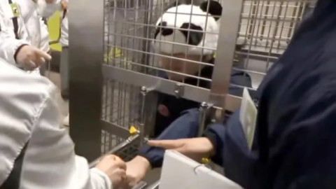 Ce au făcut angajații unui zoo din Japonia după ce au rămas fără urșii panda. Vizitatorii au fost cei mai încântați