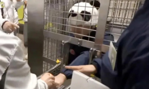 Ce au făcut angajații unui zoo din Japonia după ce au rămas fără urșii panda. Vizitatorii au fost cei mai încântați