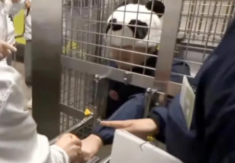 Ce au făcut angajații unui zoo din Japonia după ce au rămas fără urșii panda. Vizitatorii au fost cei mai încântați