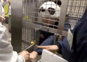 Ce au făcut angajații unui zoo din Japonia după ce au rămas fără urșii panda. Vizitatorii au fost cei mai încântați