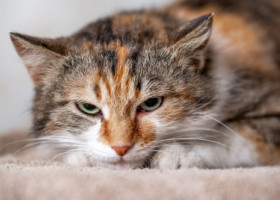 Momentul când o pisică distruge rezoluțiile de Anul Nou ale stăpânei sale: „E 5 ianuarie și deja au fost desființate”