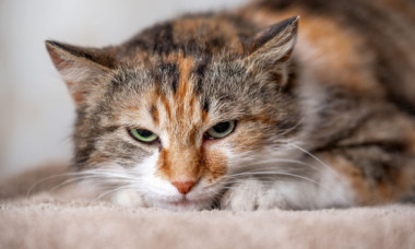 Momentul când o pisică distruge rezoluțiile de Anul Nou ale stăpânei sale: „E 5 ianuarie și deja au fost desființate”