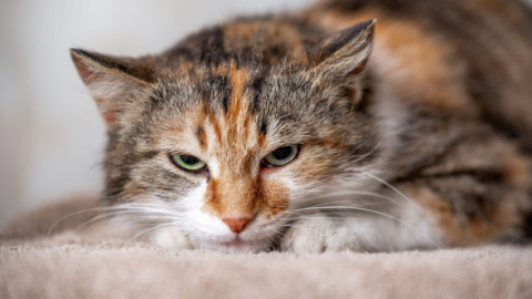 Momentul când o pisică distruge rezoluțiile de Anul Nou ale stăpânei sale: „E 5 ianuarie și deja au fost desființate”