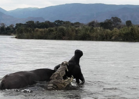 Momentul când un crocodil atacă violent un bivol. Imaginile cu lupta pentru supraviețuire au devenit virale