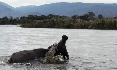 Momentul când un crocodil atacă violent un bivol. Imaginile cu lupta pentru supraviețuire au devenit virale
