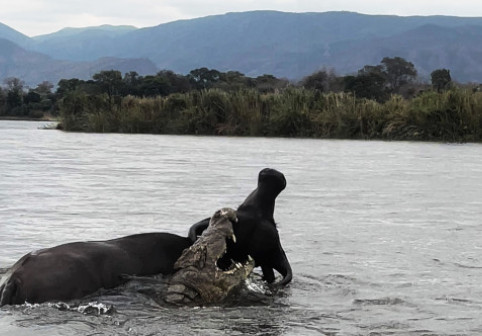 Momentul când un crocodil atacă violent un bivol. Imaginile cu lupta pentru supraviețuire au devenit virale