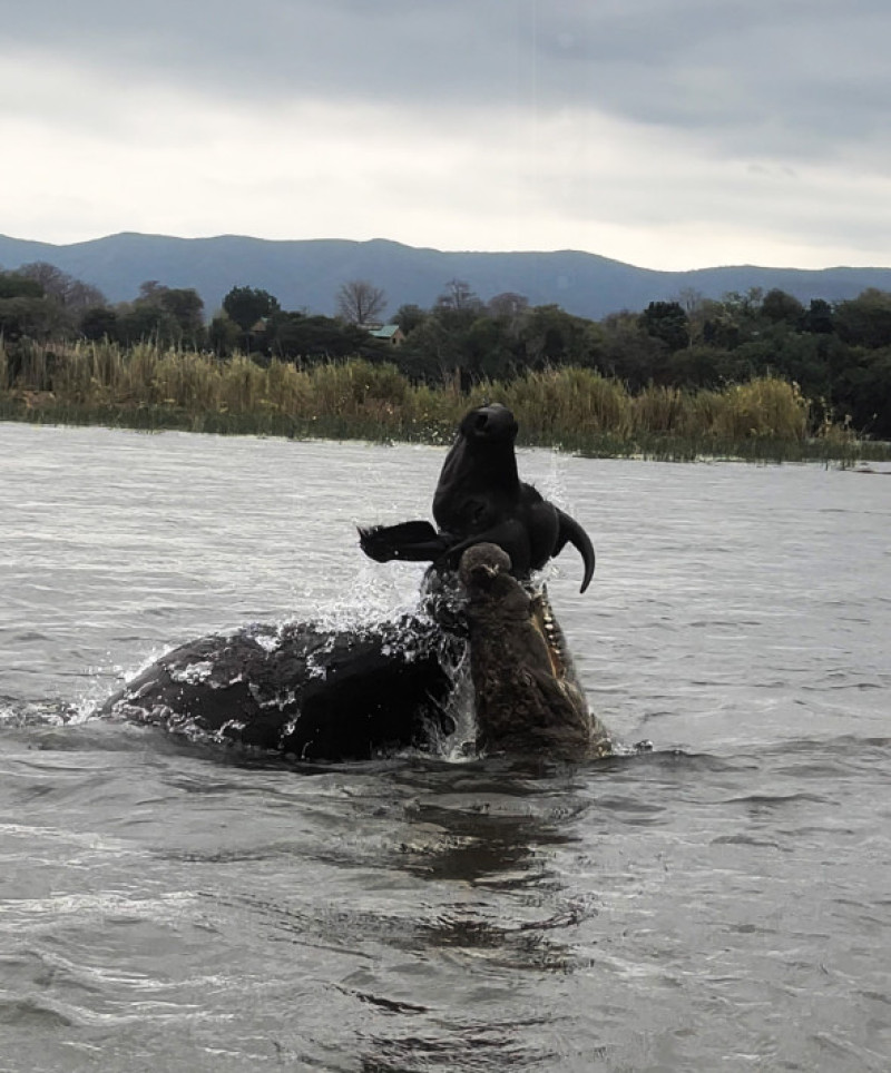 Momentul când un crocodil atacă violent un bivol/ Profimedia