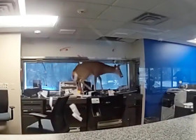 Haos într-o bancă din New York. O căprioară a spart geamul și a dat buzna în interiorul clădirii, provocând pagube considerabile