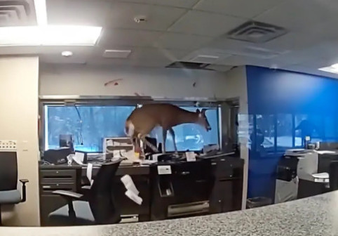 Haos într-o bancă din New York. O căprioară a spart geamul și a dat buzna în interiorul clădirii, provocând pagube considerabile