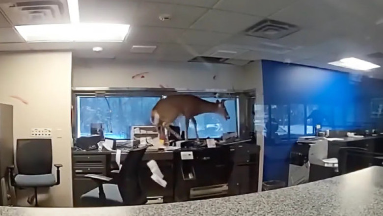 Haos într-o bancă din New York. O căprioară a spart geamul și a dat buzna în interiorul clădirii, provocând pagube considerabile