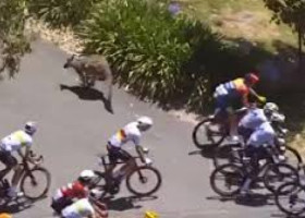 Cicliștii participanți la Turul Down Under din Australia, atacați de canguri agresivi. Imaginile sunt virale