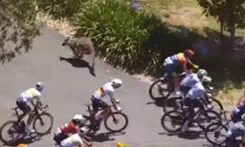 Cicliștii participanți la Turul Down Under din Australia, atacați de canguri agresivi. Imaginile sunt virale